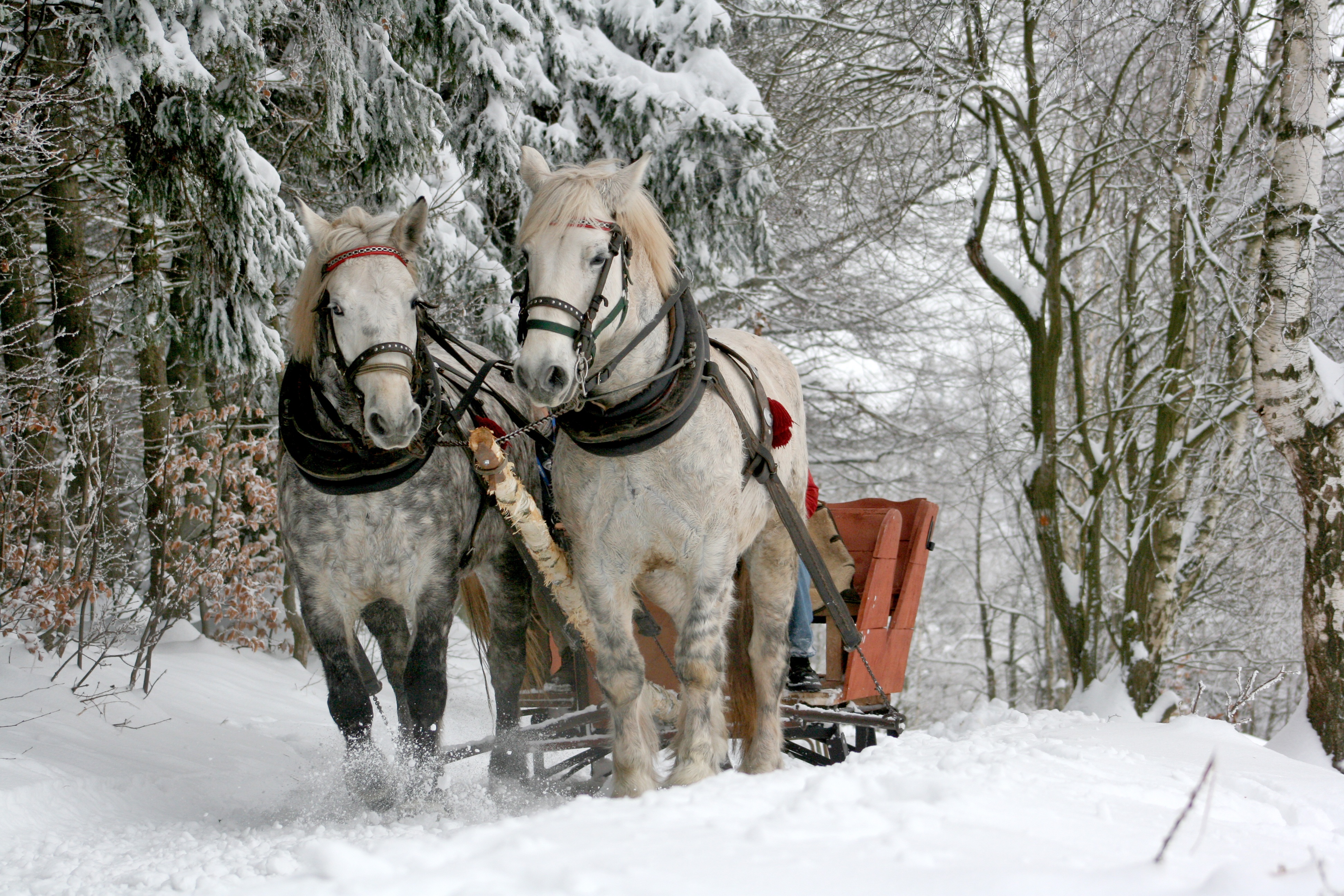 sleigh-ride-horses-the-horse-winter
